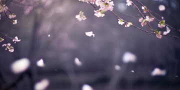 我不要你太风光究竟是哪首歌？
