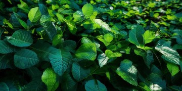 青青绿绿的树叶究竟出自哪首歌？