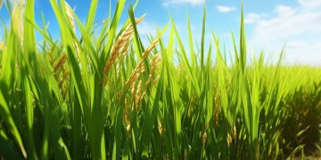 稻米稻米对应的英文歌究竟是哪首？