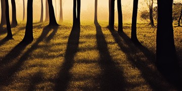 白杨木影子被拉长出自哪首歌?