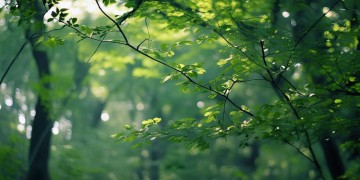 林俊逸有哪些歌曲可播放呢？