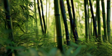 竹马青梅歌词出自哪首歌？