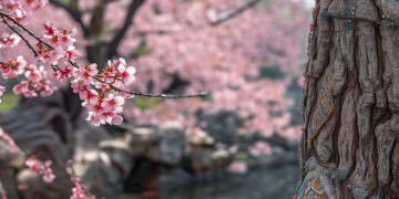国服典韦适合用什么歌？