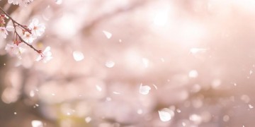 不再埋怨不再纠缠出自哪首歌？