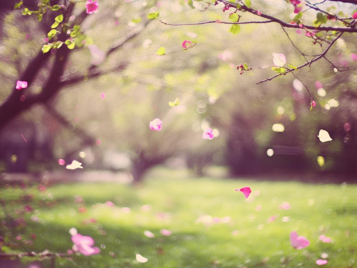 错过了花开的时节究竟是哪首歌? 错过了花开的时节究竟是哪首歌?
